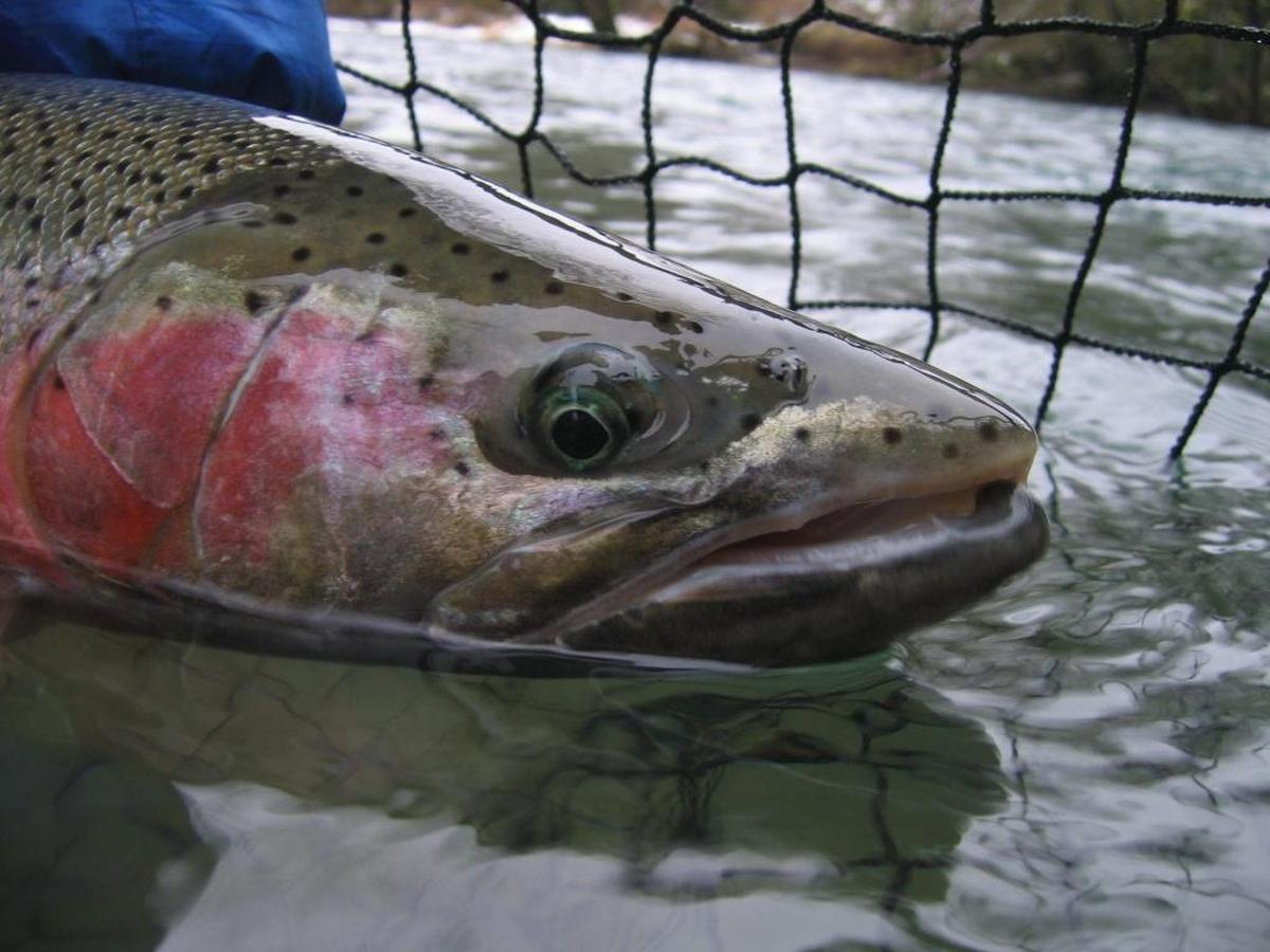 Snake River steelhead fishing has been limited to catch and release. The daily limit has been reduced on the Salmon and upper Snake rivers in Idaho this year.