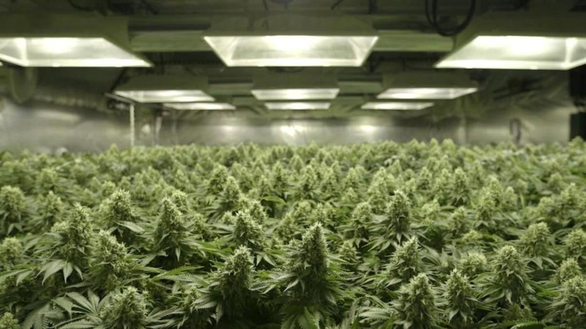 The Prosser City Council will hold a public hearing April 25 on marijuana zoning regulations.