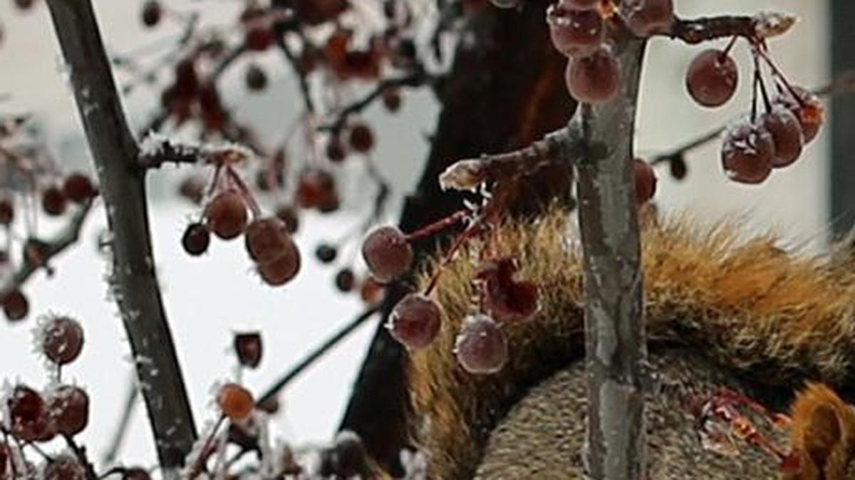 Phil Slusser of Kennewick sent in this photo of a squirrel in a tree of of frozen berries. Got a great weather photo to contribute? Upload it at tricityherald.com/sendphoto