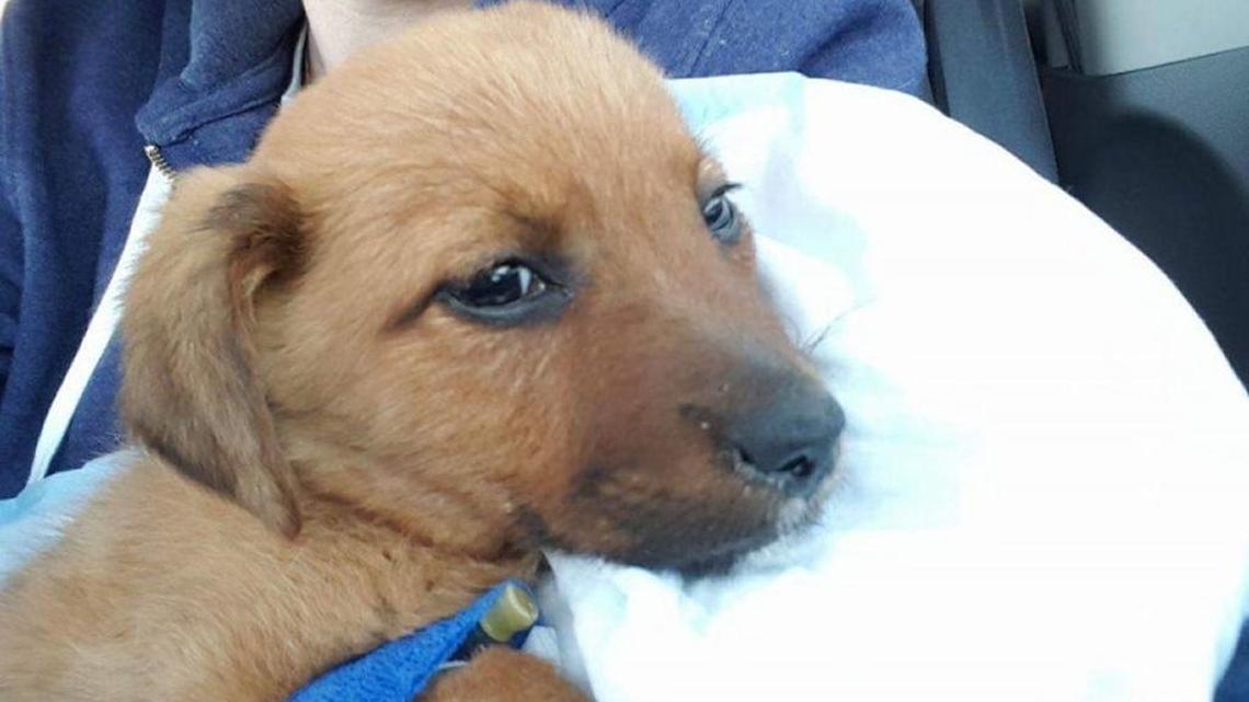 Yogi is one of five puppies that came to Mikey’s Chance Canine Rescue with parvo. Volunteers are hoping to raise money to help the puppies survive.