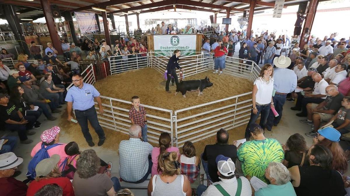 Caitlyn Carter, a Kennewick High FFA member, parades her grand champion pig through the auction ring Friday morning during market stock sale at the Benton Franklin Fair & Rodeo. Her prize winning 257-pound porker sold for $14.50 a pound. The high school sophomore says she bankrolls her earnings to cover expenses, to buy and care for next year’s animal and for college. Watch a video at tricityherald.com/video.