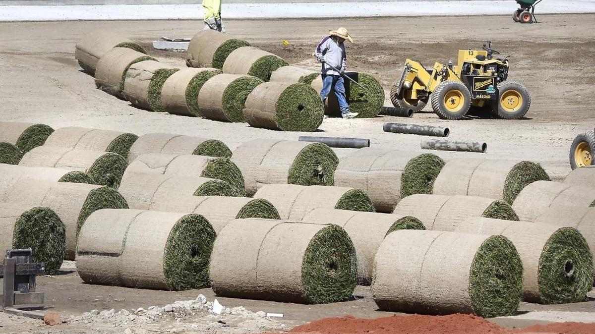 Landscape contractor employees work Friday at Chinook Middle School in Kennewick installing giant rolls of sod near the new school’s ball fields. The heavy rolls of sod are picked up and unfurled by the machine near the workers. About 790 students began attending classes in January at the $40 million facility.