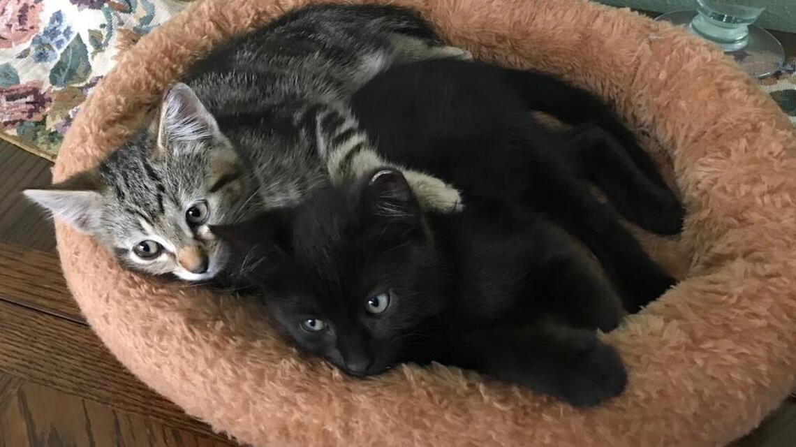 Foster homes needed for feral kittens that will soon be pulled from Bellingham colony