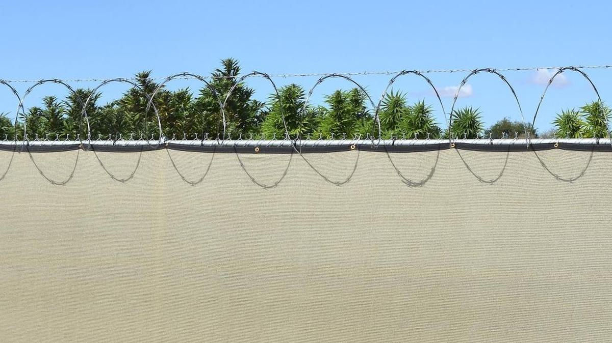 Marijuana plants loom over an 8-foot fence at an outdoor growing site on the Old Inland Highway outside Prosser.