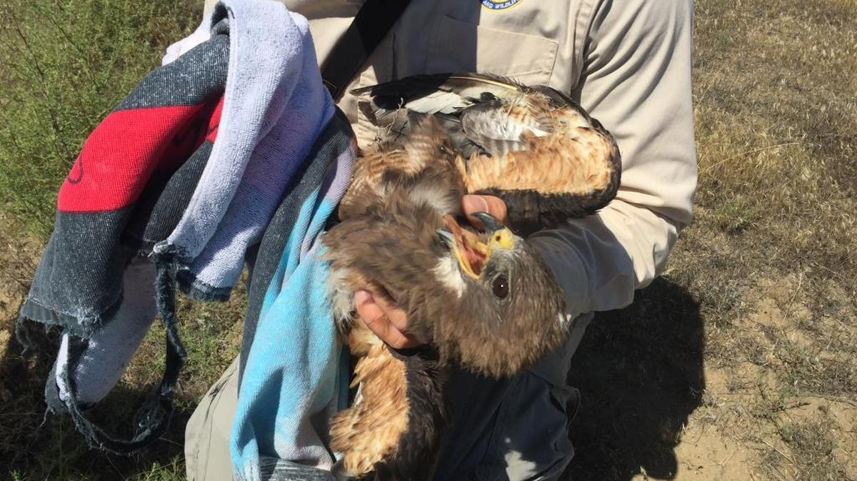 A Swainson’s hawk that had been shot was found on the Hanford Reach National Monument. If you can capture a bird on the ground and it is not a bird just learning to fly, it may have been shot, according to a Washington state biologist.