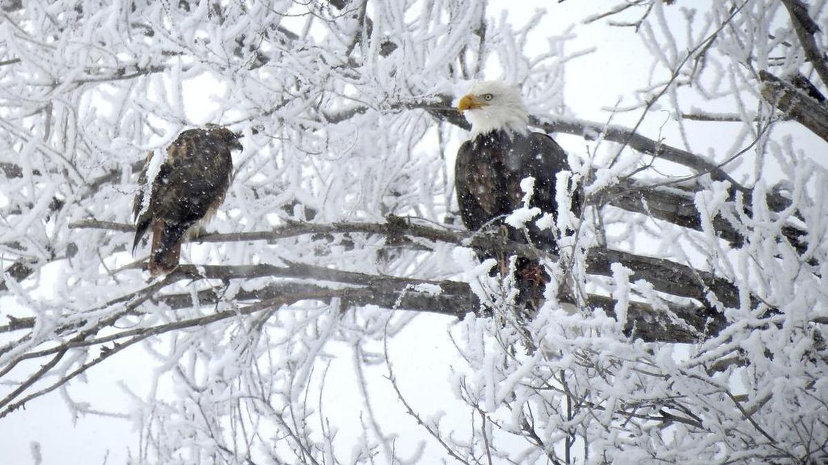 An eagle and a hawk sharing a snow covered tree at the boat launch in Finley.