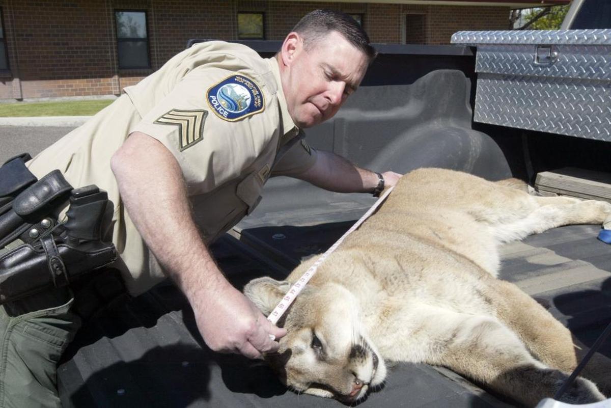 This cougar was shot and killed in 2012 in a tree in central Kennewick by state wildlife officials.