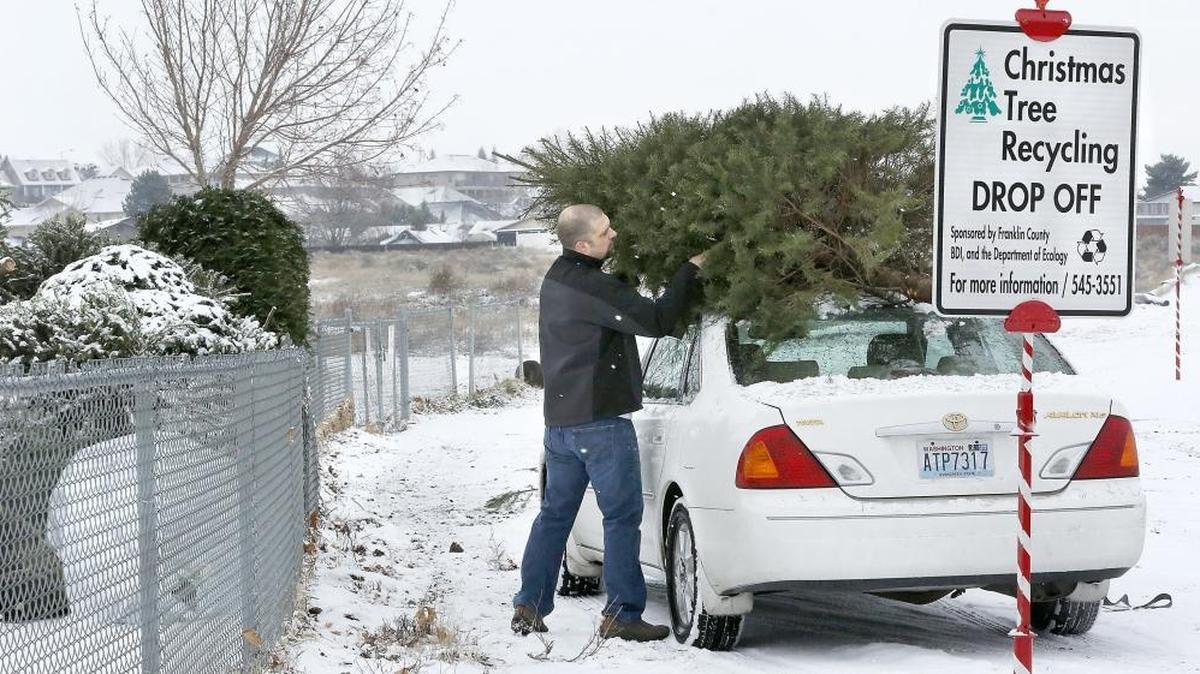 Jessa Zavala of Pasco undoes the straps holding his family’s Christmas tree to the roof of his late-model Toyota sedan Monday at the recycling drop-off site on Road 36 just north of Argent Street in Pasco. The trees, which need to be cleaned of all ornament and tinsel, will be chipped and spread on the running paths of the Tri-Cities Cross Country Running Course. The free recycling program, which runs through Jan. 17, is sponsored by Franklin County, BDI and the Department of Ecology. For more information, call 509-545-3551.