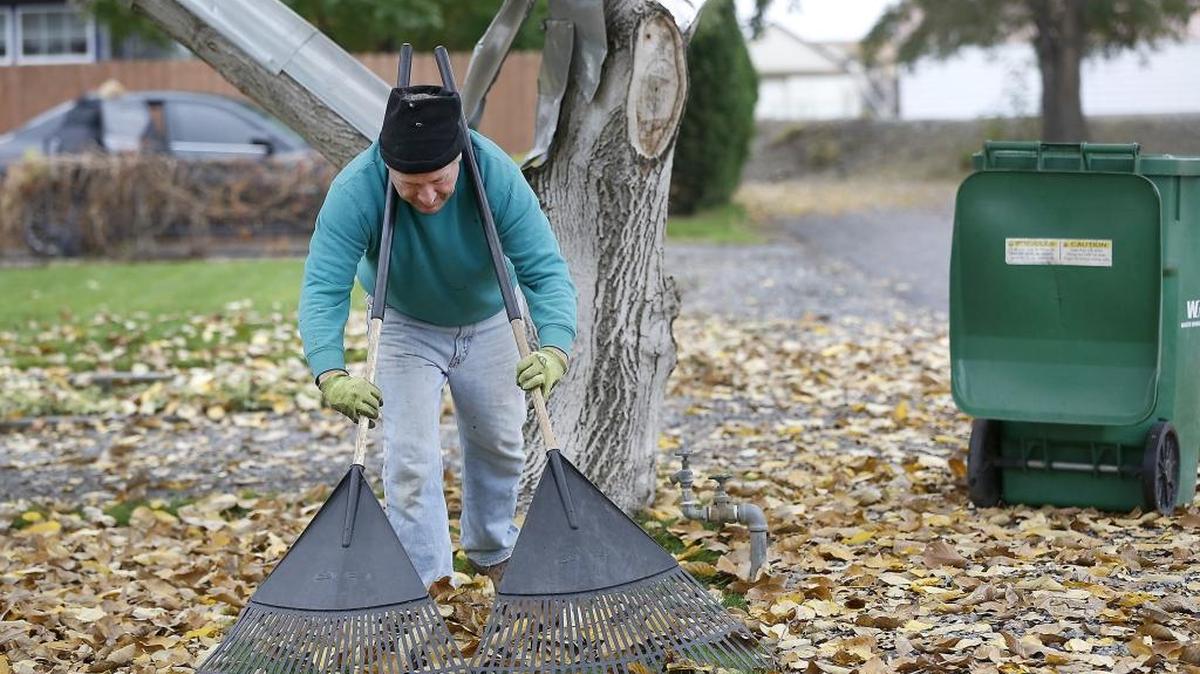 Bill Forsythe deploys a double raking system to remove the English Walnut tree leaves from his front yard on North Ione Street in Kennewick. It’s a tactic he says he’s used for more than a decade. “I just did this yesterday. I just try to keep up to avoid a big mess,” he said. More rain is on the way for the Tri-Cities as weather systems are expected to move across Eastern Washington every 24 to 36 hours, according to the National Weather Service.
