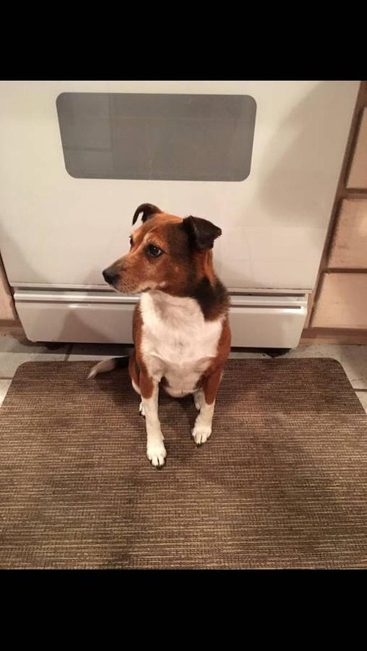 Cindy Doyle of Kennewick died unexpectedly Oct. 15, while her family was in the midst of searching for their beloved dog, Trina Belle. Friends are keeping up the search for the missing terrier mix.