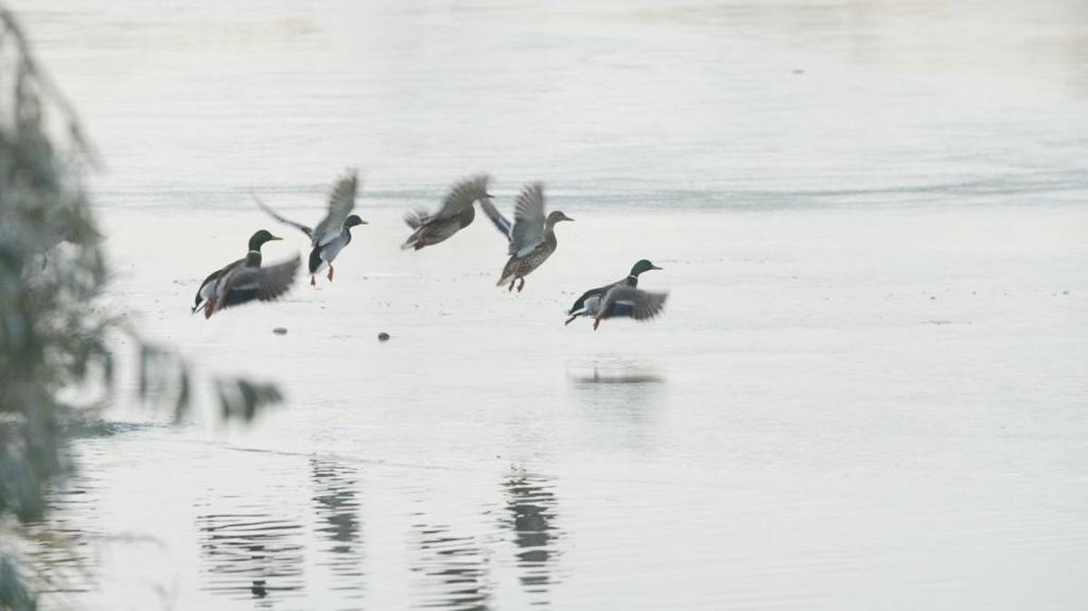 A quintet of mallards takes flight from an icy pond in Richland.