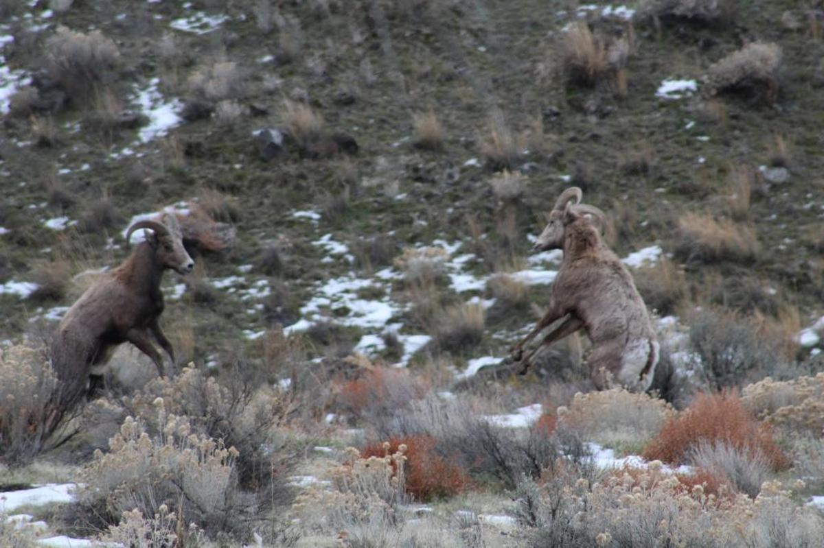 A pair of bighorn sheep square off in Ginkgo Petrified Forest State Park near Vantage.