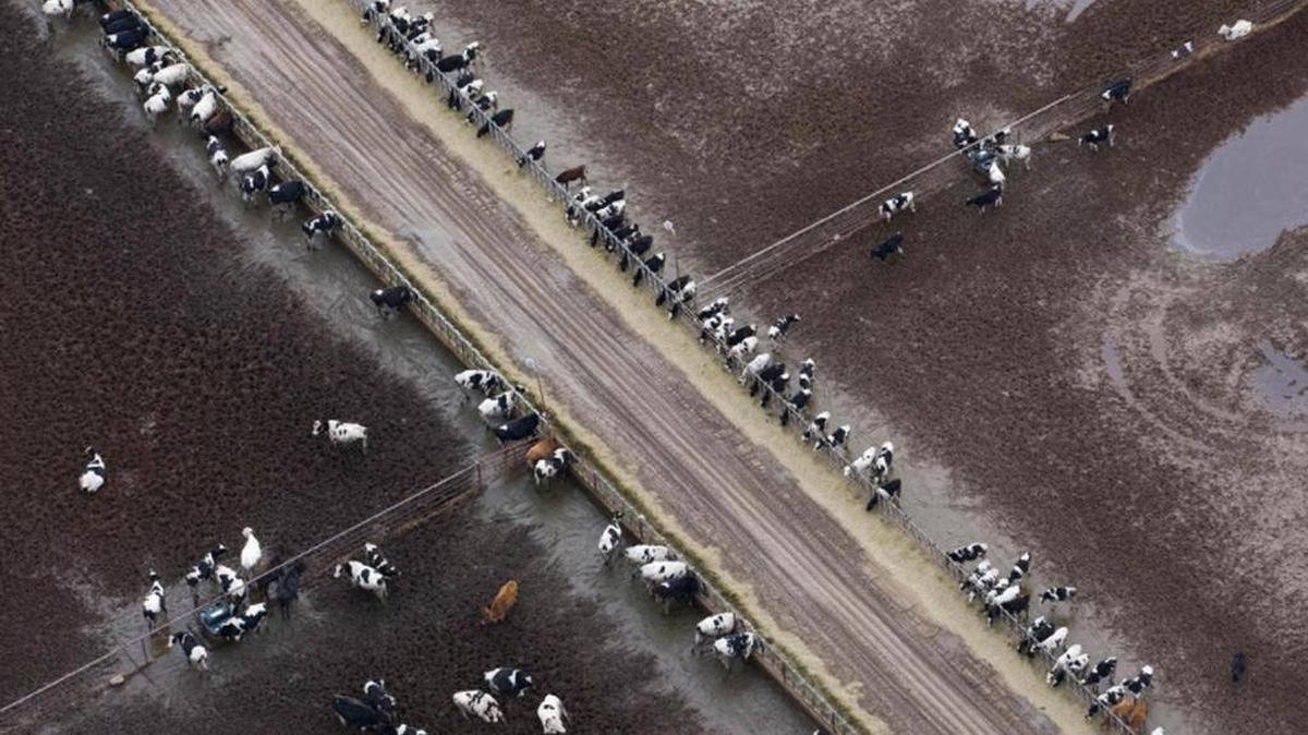 Cows eat in a feedlot near Kittitas in 2016.