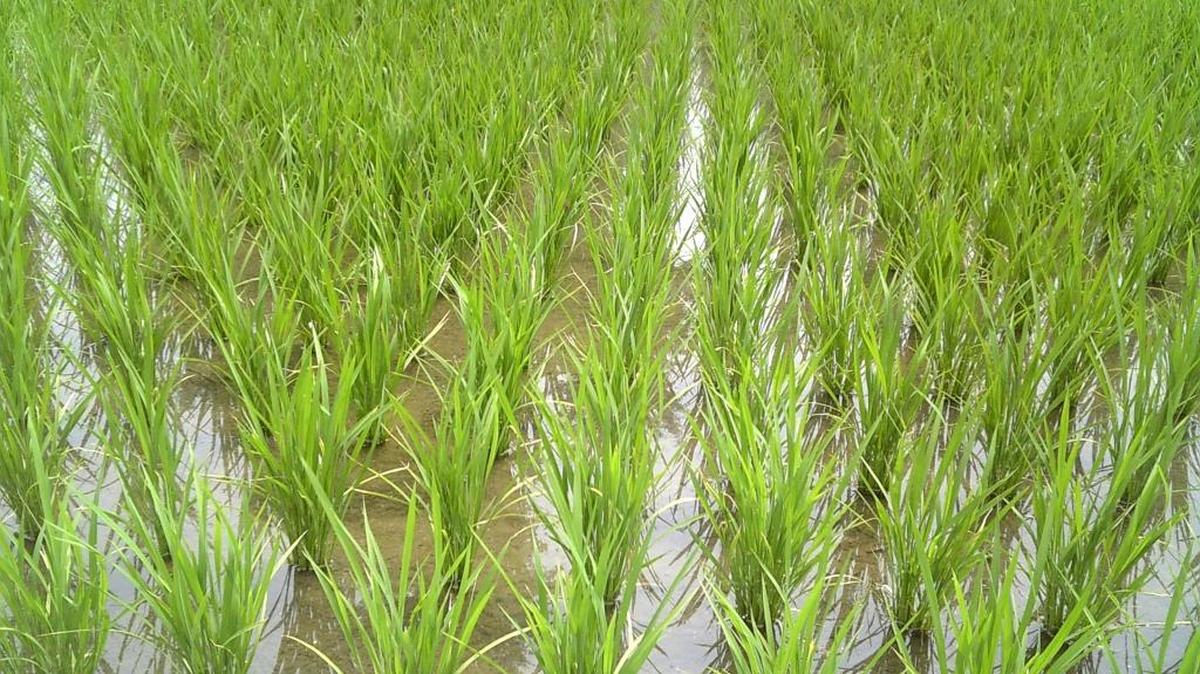 With their warm, waterlogged soils, rice paddies contribute up to 17 percent of global methane emissions, the equivalent of about 100 million tons each year.