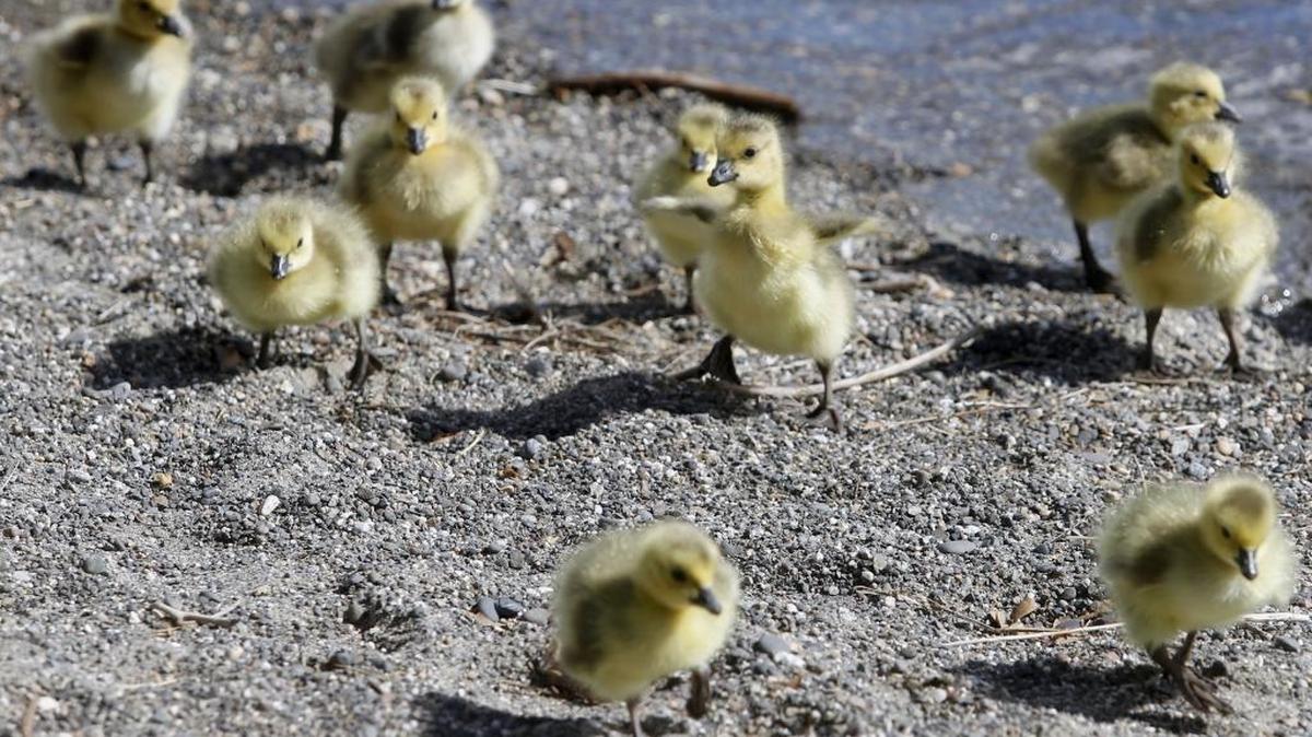 A gaggle of goslings shake off water Wednesday after a swim with their parents in the Columbia River at Howard Amon Park in Richland.