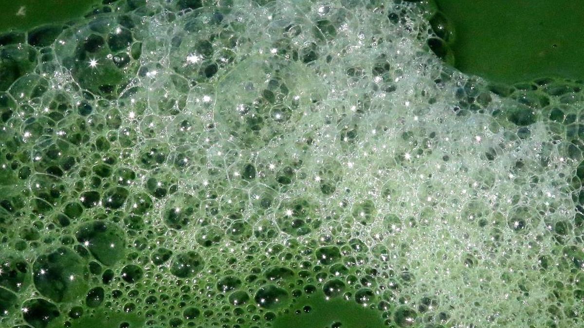 Toxic algae