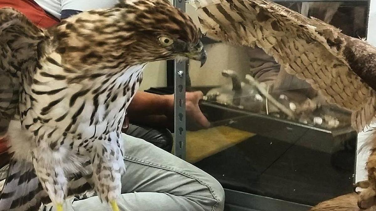 Mounted birds are installed at the Reach museum in Richland for a new Birds of Prey Exhibit.