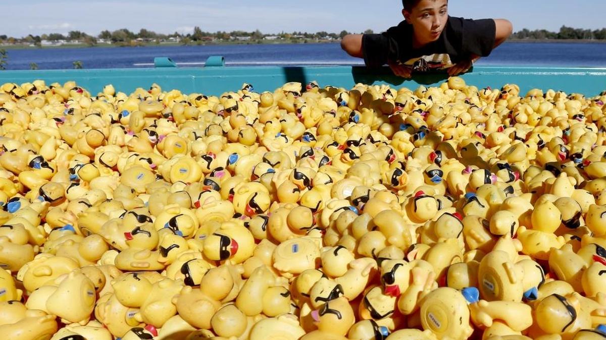Abner Gulchuk, 10, of Kennewick, takes a look at ducks Oct. 10 before the Tri-Cities Rotary Mid-Columbia Duck Race at Columbia Park in Kennewick. An estimated 40,000 yellow rubber ducks were dropped into the Columbia River during the 27th annual fundraiser.