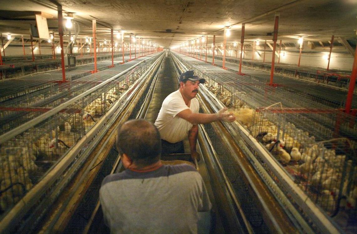 Workers at the Oakdell Egg Farm facility on Glade Road north of Pasco hand feed chicks in 2007. The egg producer has two facilities near Pasco.