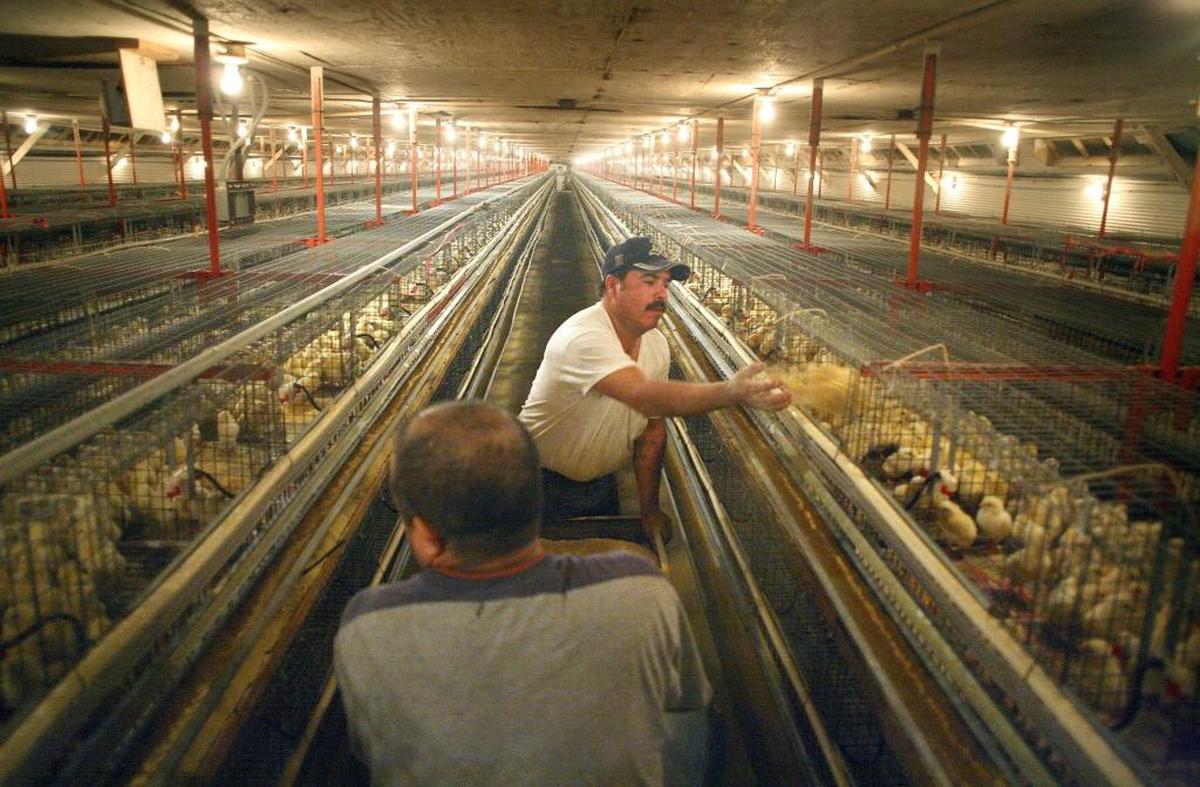 The large operation with the bird flu outbreak in Franklin County has not been identified by state or Tri-Cities officials, but it follows a similar event in December 2022 at the large Oakdell Farms poultry operation north of Pasco. This file shot from Oakdell was taken in 2007.