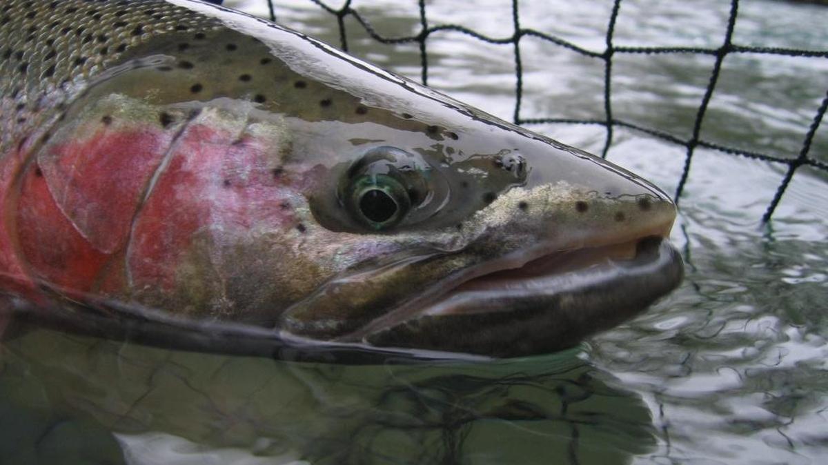 Fishing regulations for hatchery steelhead on some Snake River tributaries are being eased.