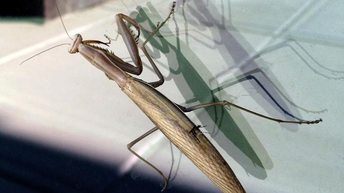 A praying mantis appears to be in good company with its own reflections recently as it clings to the outer pane of a multi-layer window of a building in Richland. The intimidating-looking insect is sometimes used by organic gardeners for pest control.