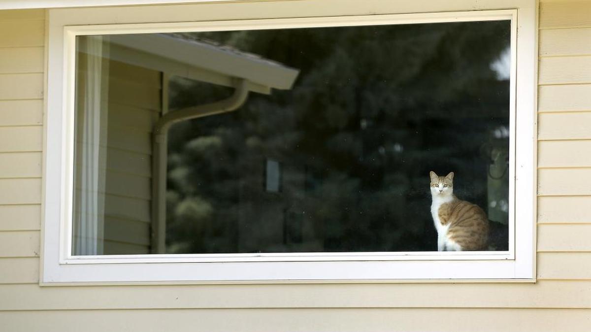 An affection craving house cat watches passing vehicles Tuesday from a large picture window at a west Kennewick home. The window sill seems to be a perfect place for the indoor pet to people watch.