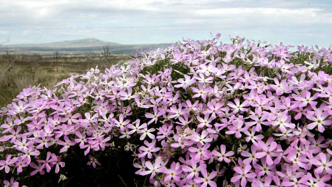 Spring wildflowers are starting to bloom near the Tri-Cities. Family event set