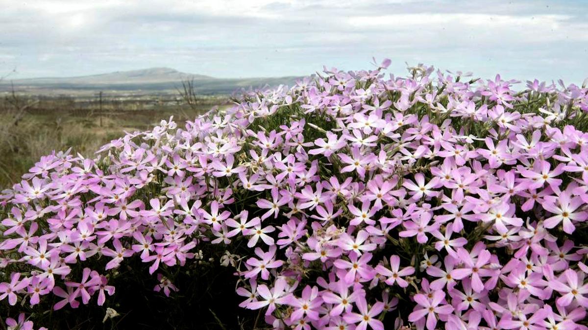 Rattlesnake Mountain is visible behind a clump of phlox wildflowers blooming on a hill near Benton City.