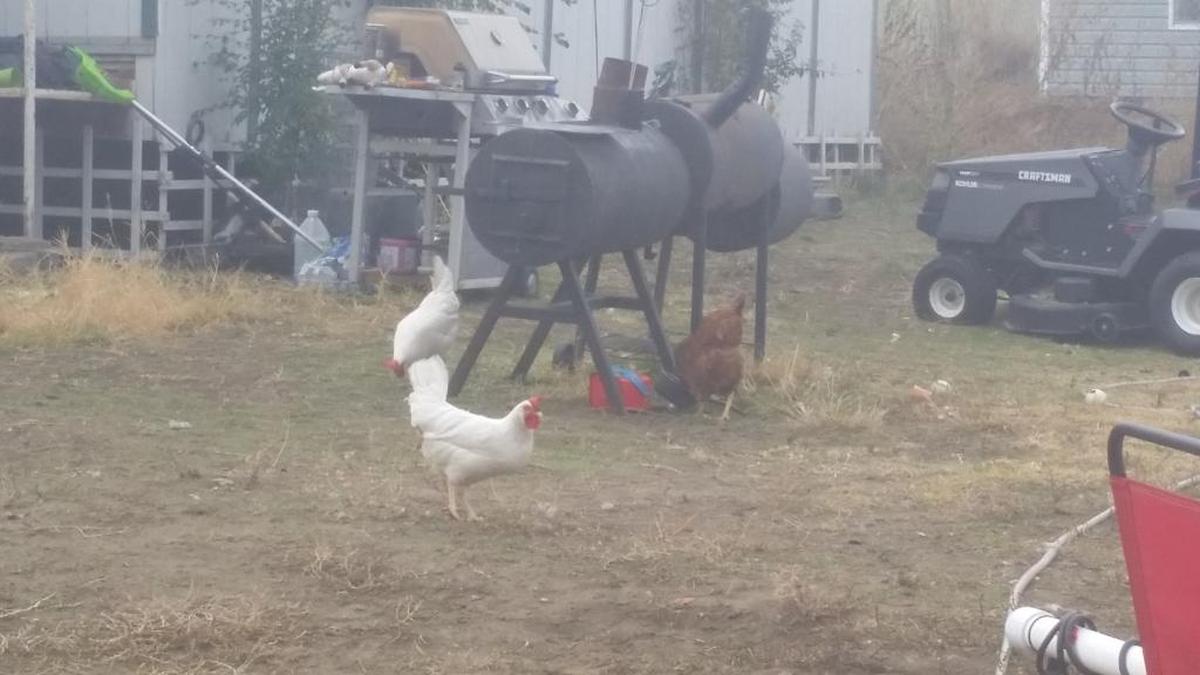 Sawyer Hall, 3, asked Make-A-Wish Alaska and Washington for a chicken coop for his chickens, Fluffy, Snowflake and Rotisserie. Volunteers assembled the coop at the Hall family’s Burbank home Saturday morning.