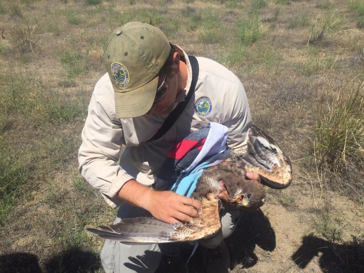 Jason Fidorra, a Washington State Department of Fish and Wildlife district wildlife biologist, helps rescue a Swainson’s hawk that had been shot earlier on the Hanford Reach National Monument.