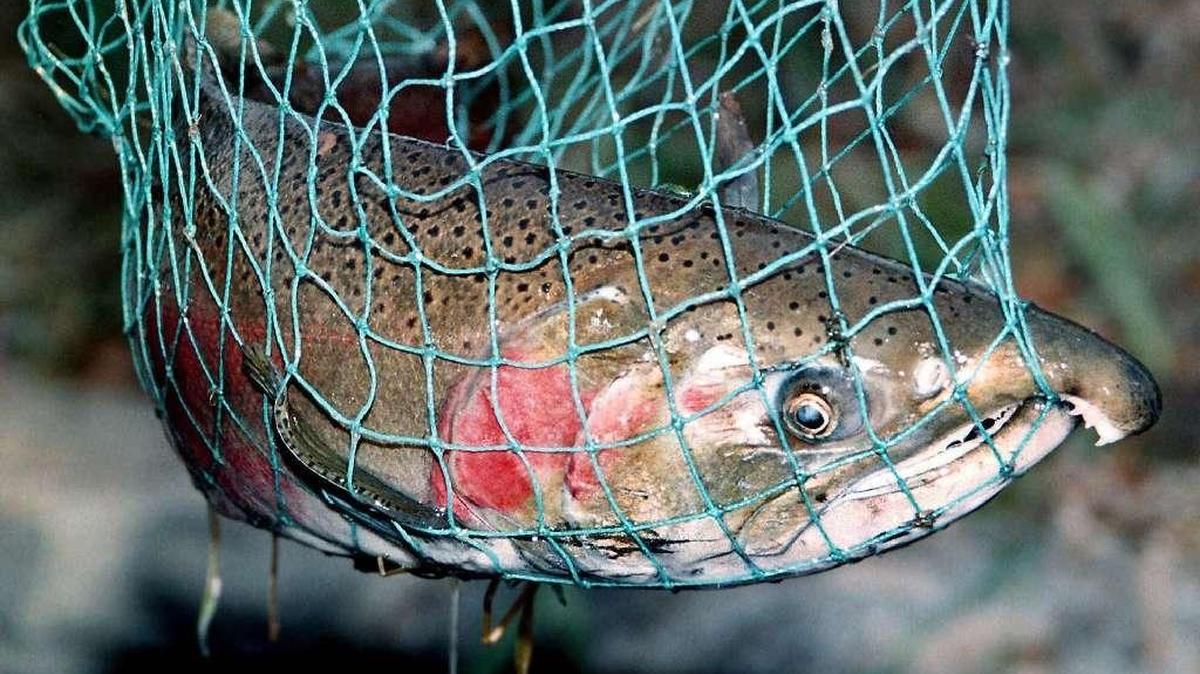 The Columbia River downstream of the blue bridge had reopened for coho and steelhead fishing