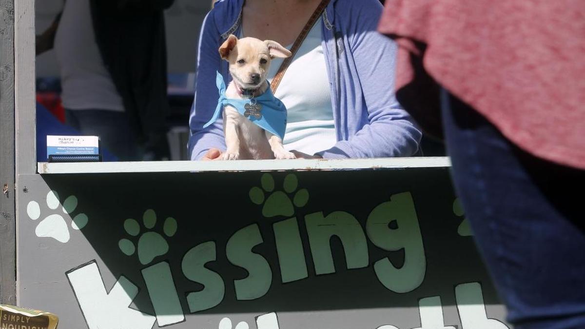 Rue, a 3 month old Chihuahua mix who is available for adoption through Mikey's Chance Canine Rescue, takes her turn in the kissing booth as Amanda Holcomb, of Kennewick, looks on Saturday during the Jenny's Hope adoption event at Columbia Park in Kennewick. The 7th annual event continues until 3 p.m. today and features pets from over 15 local shelters who are available for adoption as well as grooming and microchipping.
