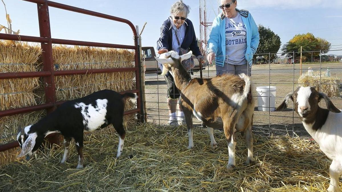 Lila Richardson, left, and her daughter, Evelyn Lunceford, take time Thursday to visit animals in the petting zoo area at Sunny Hill Pumpkin Patch and Market in Pasco. The two Burbank women just finished buying produce at the market on Road 68 north of West Court Street. The petting zoo has ducks, rabbits, piglets, sheep and a calf.