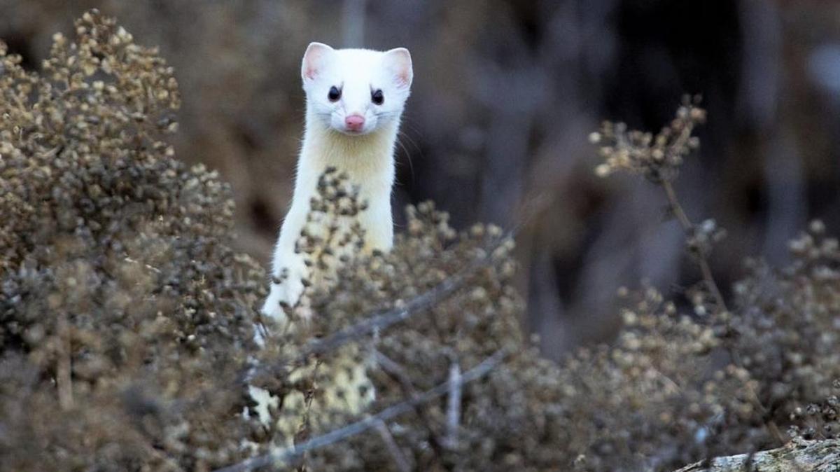 A white weasel photographed in the Wallula Habitat Management of the McNary National Wildlife Refuge, just upstream from Madam Dorian Park on the Walla Walla River near Wallula Junction.