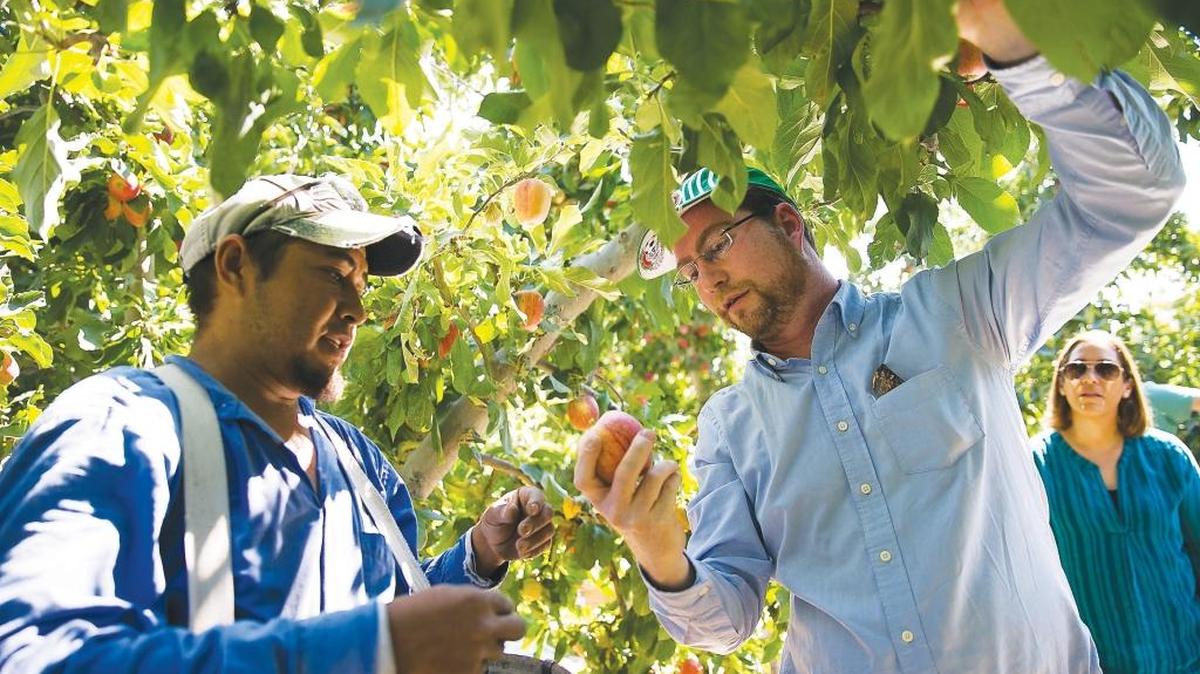 Roberto Dondisch, the consul of Mexico in Seattle, is shown the proper way to pick an apple during a 2016 tour in Yakima.