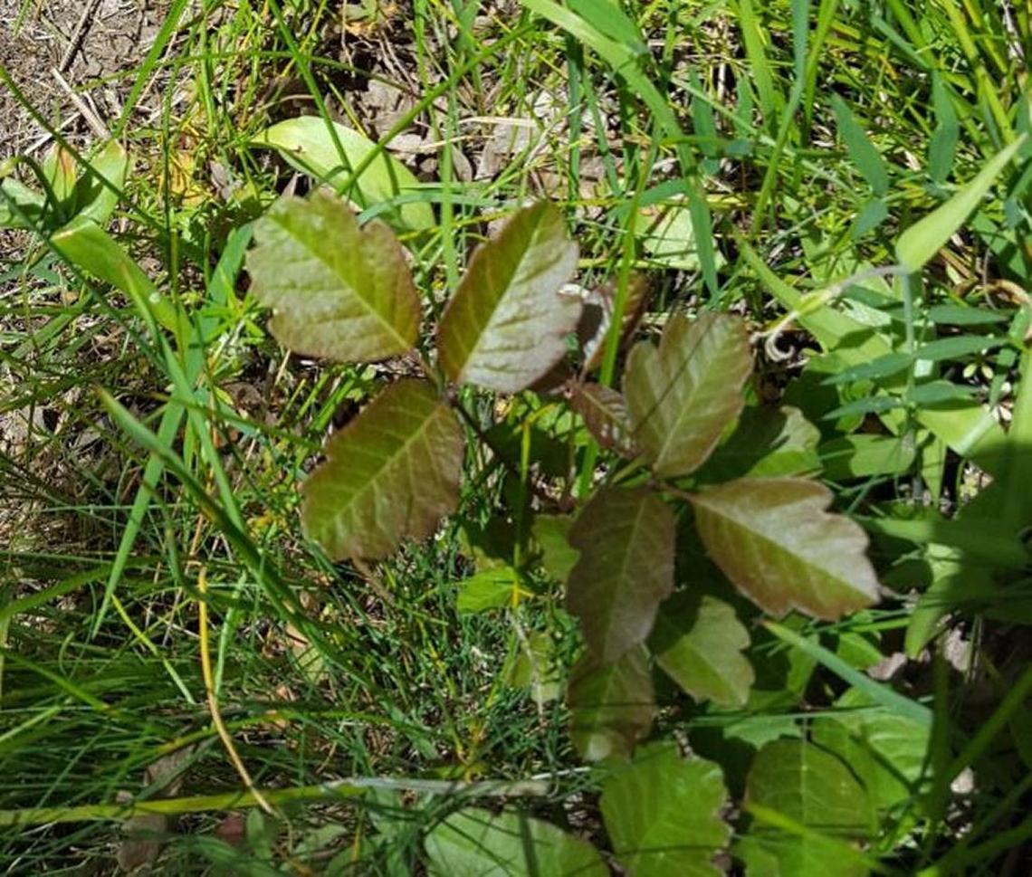 Be careful of the poison oak that’s plentiful in the scrub brush on some hikes.