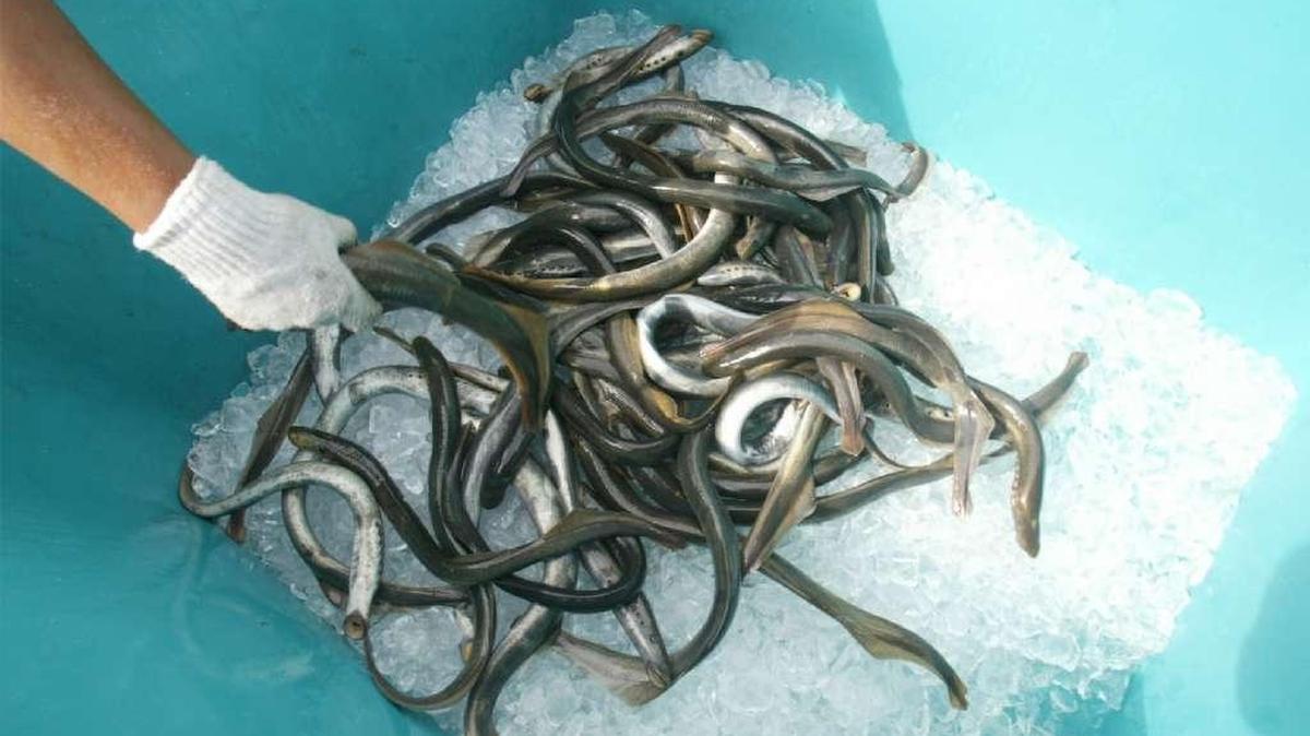 Lamprey, an eel-like fish, will be released into the Yakima River Saturday.