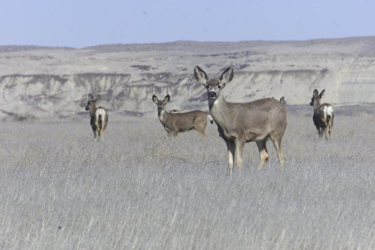 Deer roam in Benton County near the White Bluffs.