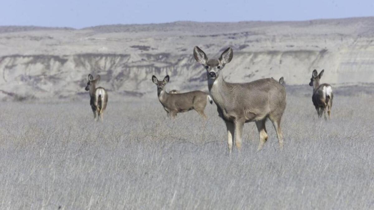 Deer roam in Benton County near the White Bluffs.