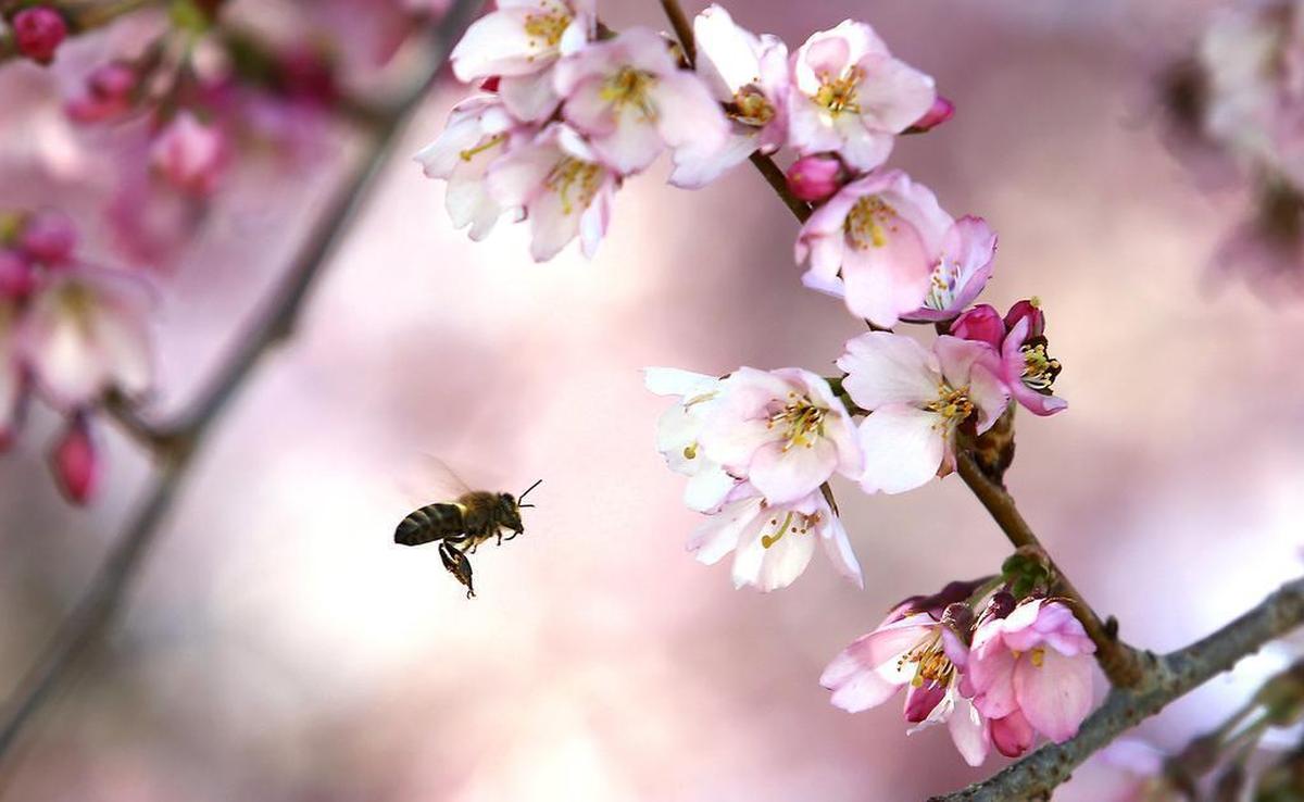 Pictured here is a honey bee making the rounds collecting pollen from a blossoming cherry tree in Kennewick. The slightly serrated petals is a clear indication that this is a cherry blossom tree.