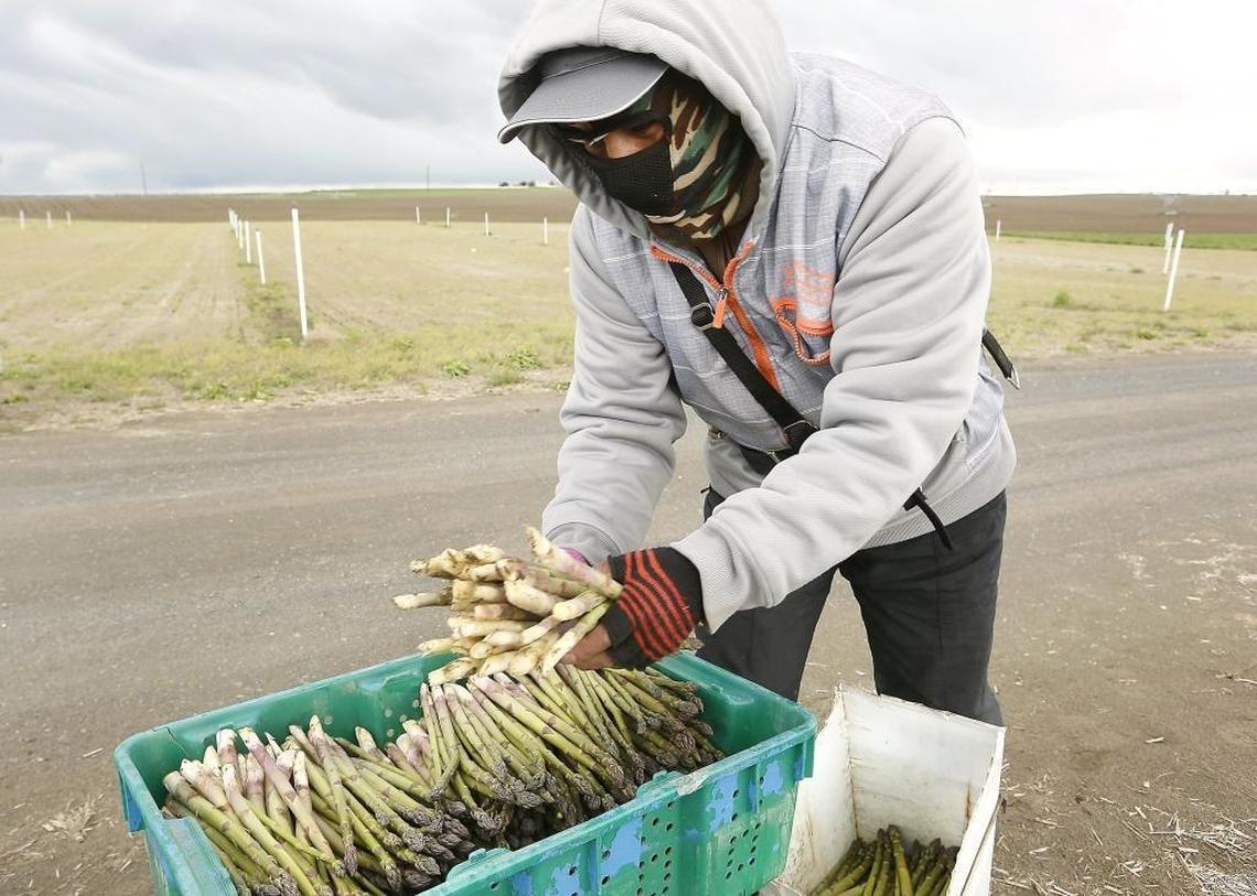 Washington is the largest grower of asparagus in the U.S., according to the Washington Asparagus Commission.