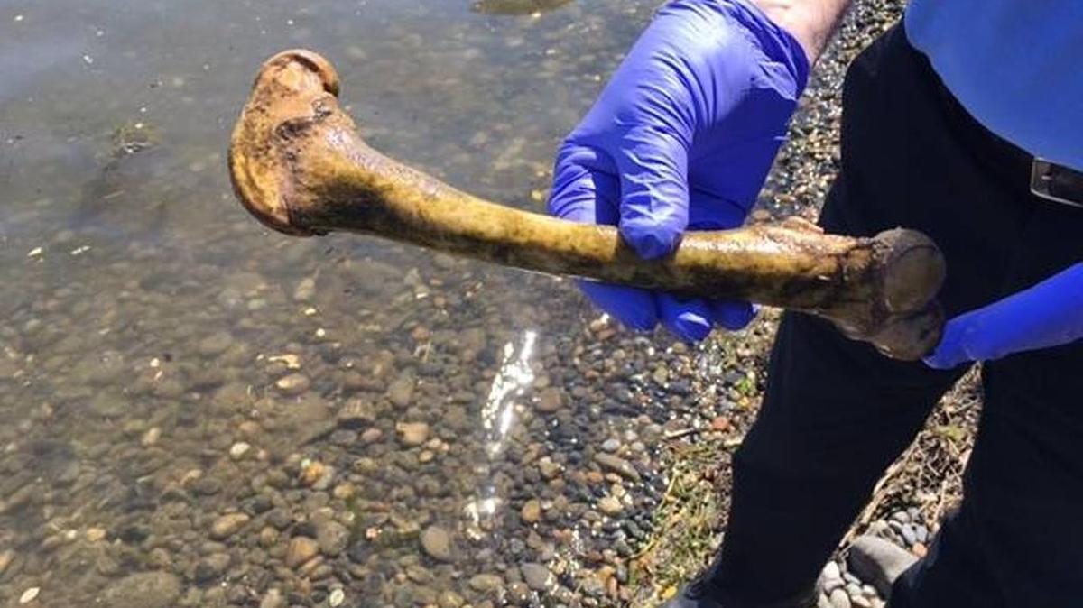 The Benton County Coroner collected a set of bones discovered at Columbia Park in Kennewick Monday morning after police officers could not determine if they were human or animal.