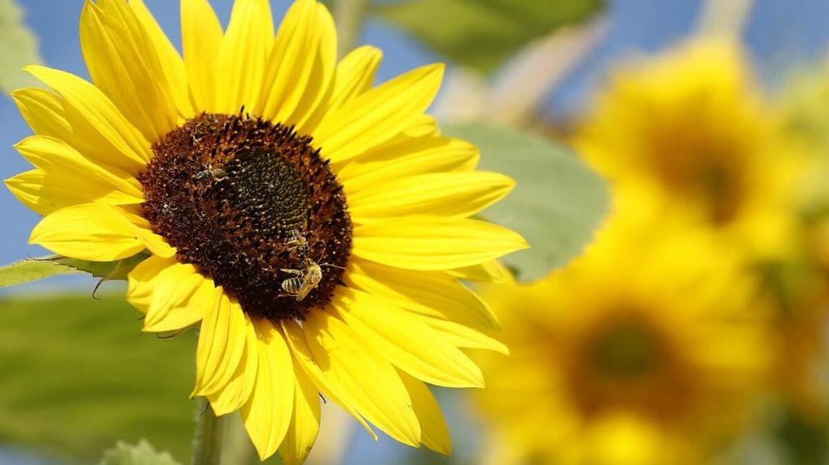 Bees visit clusters of sunflowers during a break in the cloud cover Tuesday afternoon at a home near the intersection of North 16th Avenue and West Pearl Street in Pasco. Weather forecasters are predicting sunny skies and high temperatures in the mid-80s through the rest of the week.