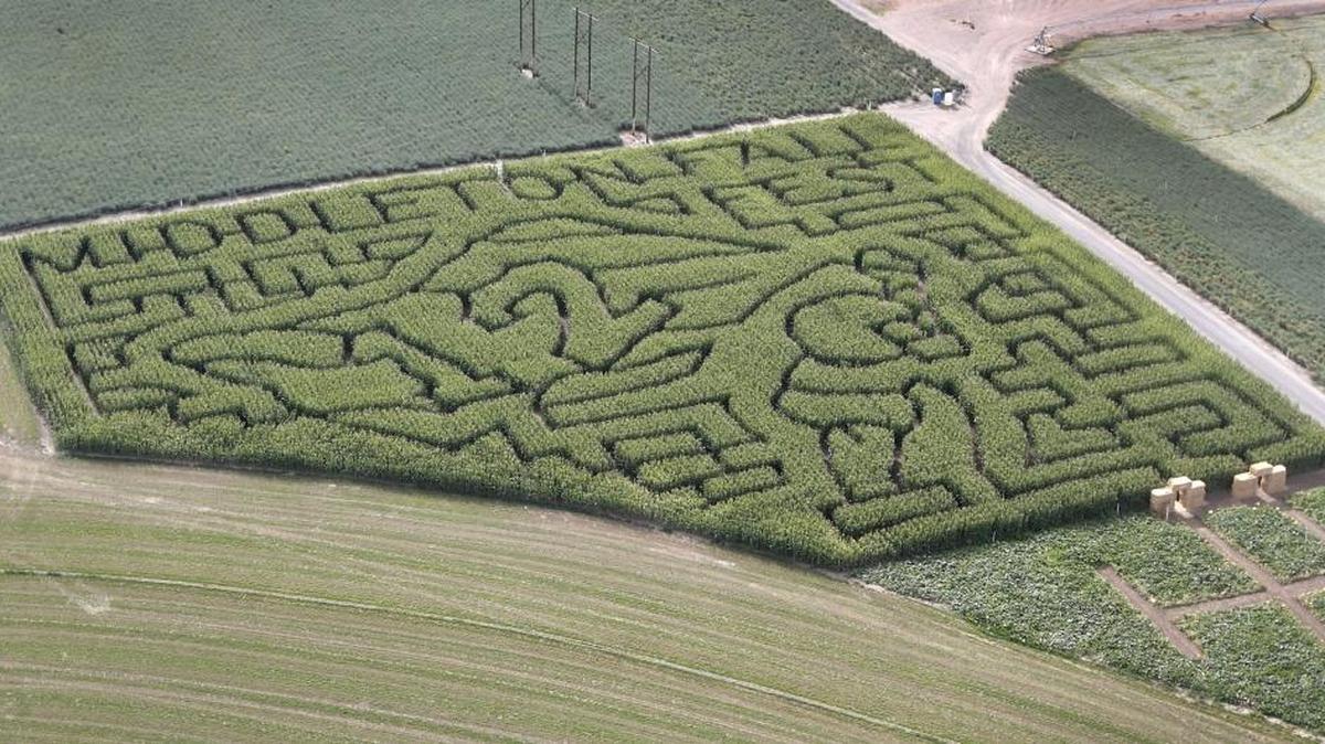 
The main attraction at this year’s Middleton’s Fall Festival is the four-acre Seahawks-themed maze with the shape of a football player holding a 12th Man flag. Organizers estimate it will take 45 minutes to one hour to navigate the corn field puzzle.
