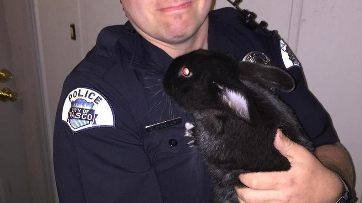 Pasco Police Officer J. D’Aquila holds the rabbit found in a suspicious package at an apartment complex on Saturday. The rabbit has since been given a new home.