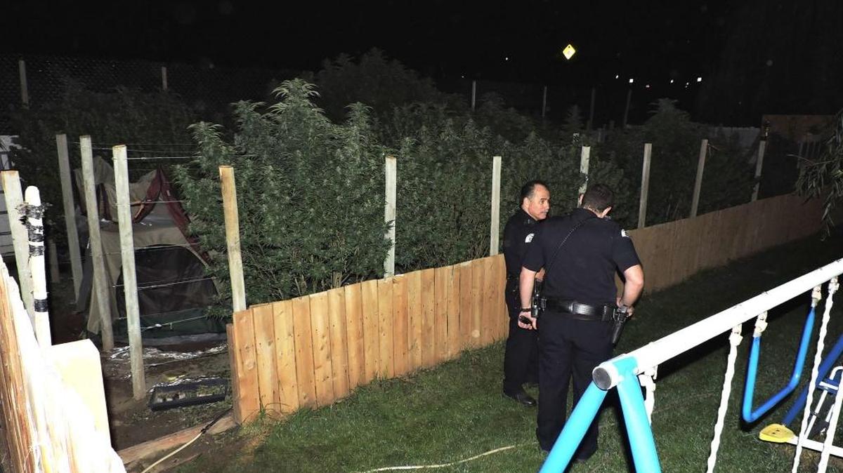 
Pasco police investigate the wounding of a 16-year-old boy who was shot in the wrist Thursday night while reportedly trying to steal marijuana plants from a backyard in east Pasco.
