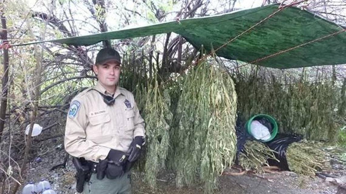 Washington State Department of Fish and Wildlife police found marijuana already harvested and dried at an illegal grow site on the Hanford Reach National Monument.