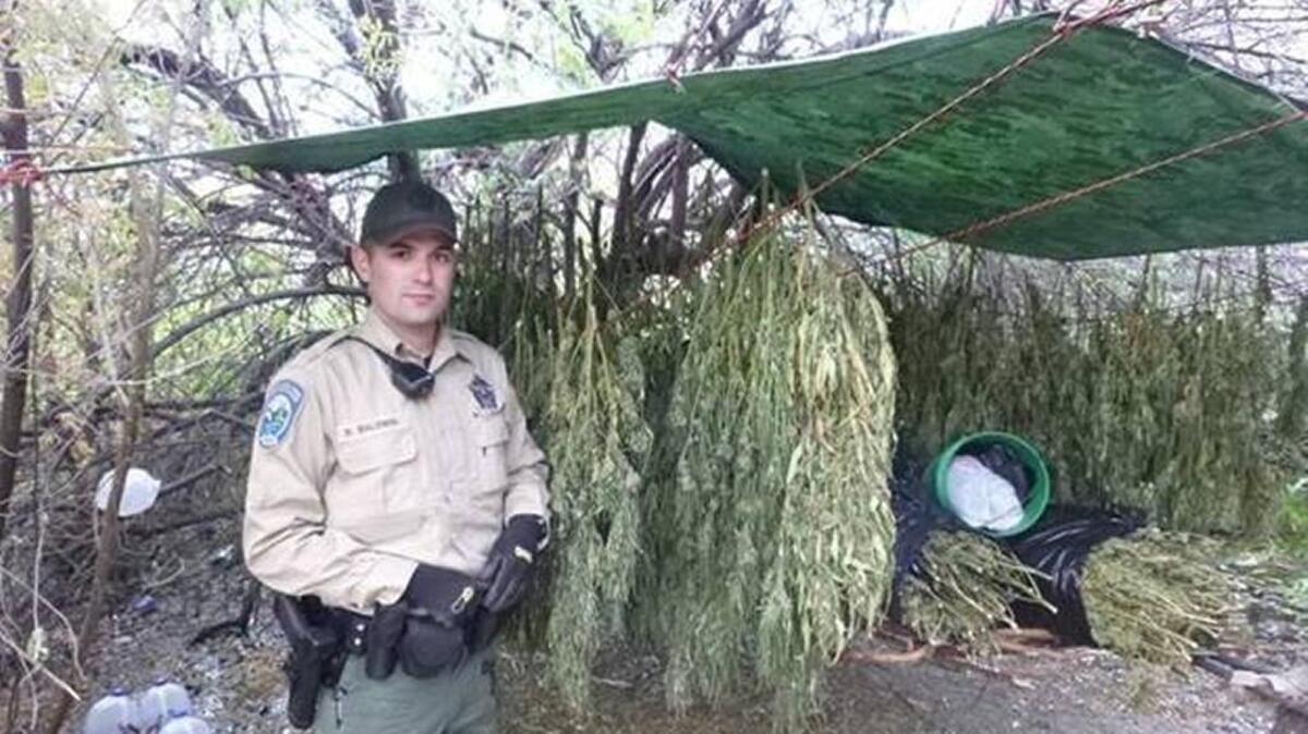 Washington State Department of Fish and Wildlife police found marijuana already harvested and dried at an illegal grow site on the Hanford Reach National Monument.