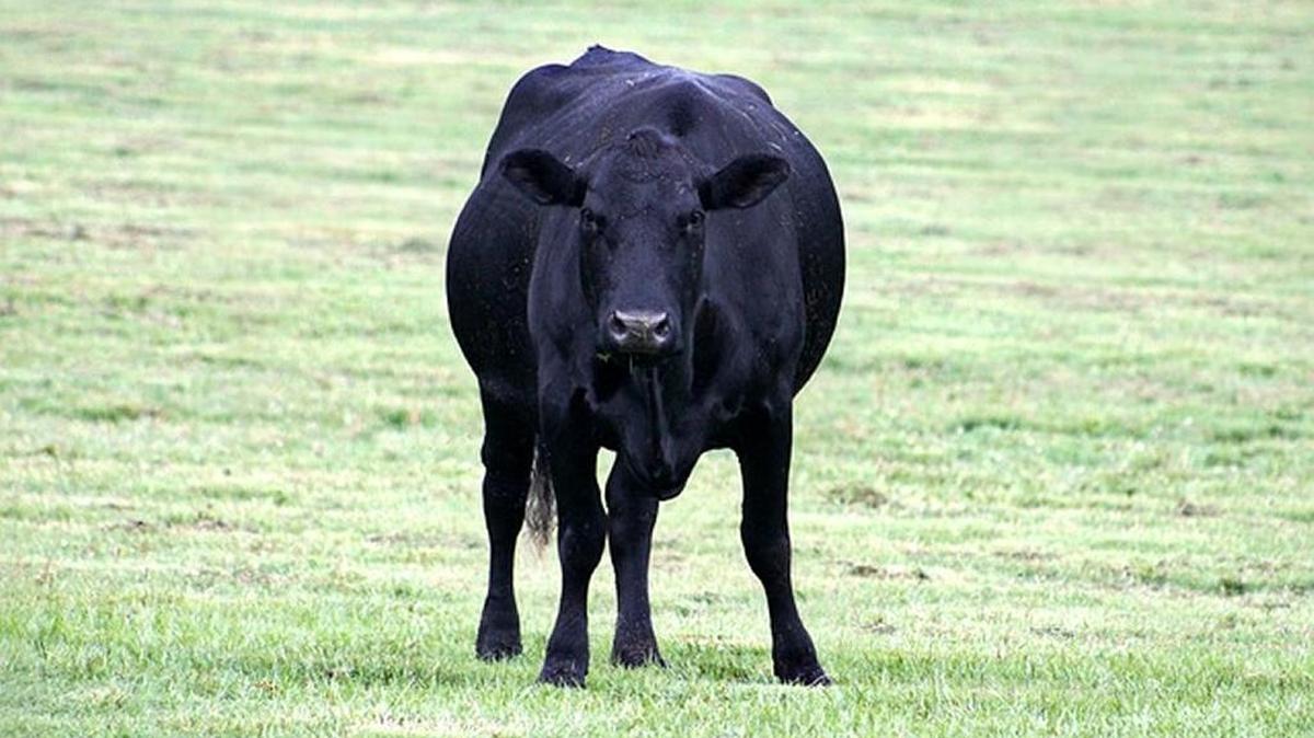 A black cow is on the loose in Richland.